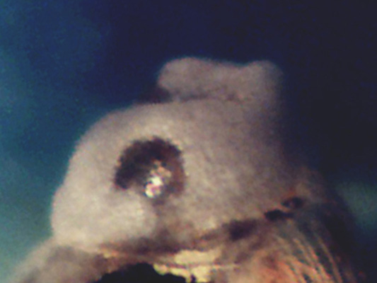 Setia da identificare